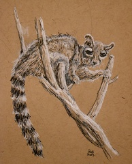 ringtail cat  dip pen by wizardsof12 dfr6rax-fullview