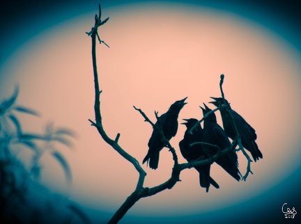 caw by wizardsof12 dcgrsmy