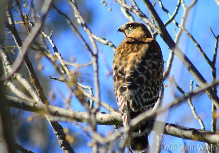 chicken hawk by wizardsof12 dcz838u