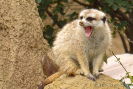meerkat yawn at sd zoo by wizardsof12 dcf27zq
