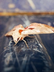 moth by wizardsof12 ddyjtwa