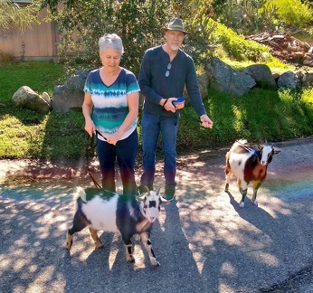 walking goats with rainbow lens flare by wizardsof12 ddoprt3